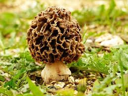 Morel mushrooms are expensive. Really expensive. While prices vary from store to store or region to region, the fresh ones can cost multiple times more than the other cultivated mushrooms. Vikram Beer Singh