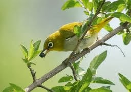 Tips Cara Merawat Burung Pleci Agar Rajin Berkicau Gacor