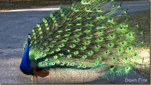 Peacocks @Magnolia Park, Apopka Florida_119