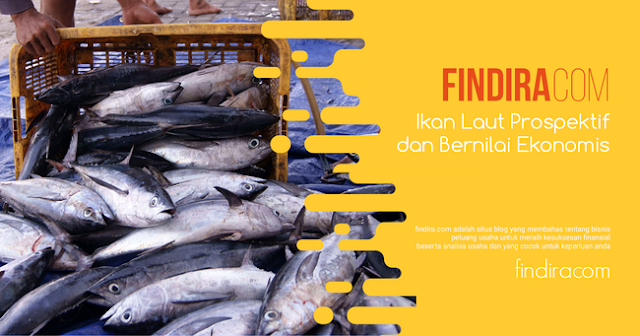 9 Jenis Ikan Laut Prospektif yang Bernilai Ekonomis