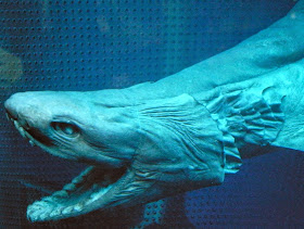 http://www.abc.net.au/news/2015-01-20/hideous-frilled-shark-found-in-victorian-waters/6028524