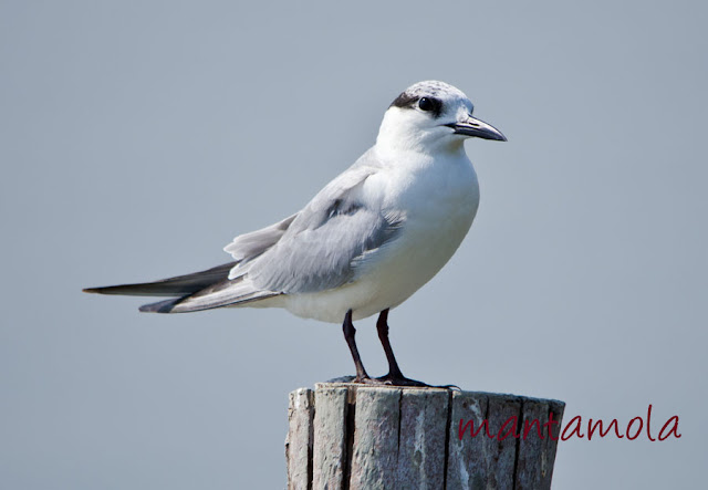 Common Tern