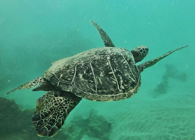 maluaka beach sea turtle