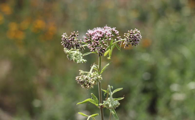 Joe-Pye Weed Flowers