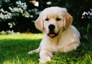 Golden retriever puppy is resting under the tree in a garden