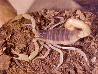 stalker scorpion hewan paling beracun di dunia