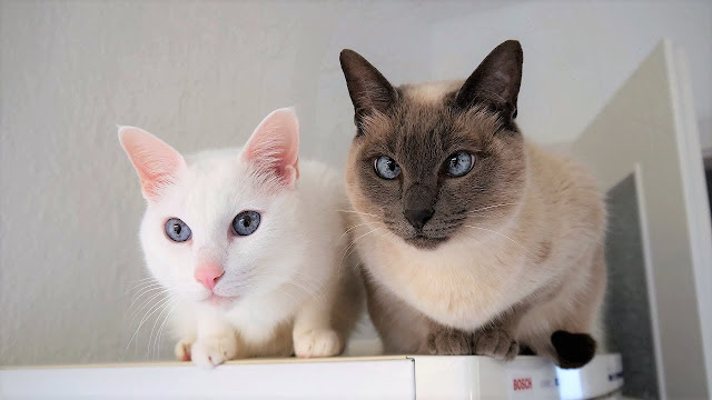 Siamese cat