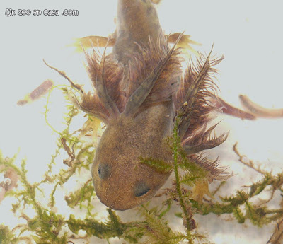 Tylototriton verrucosus - Crocodile Newt