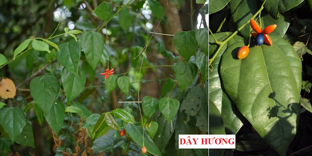 CÂY RAU LÀM THUỐC - DÂY HƯƠNG - Erythropalum scandens