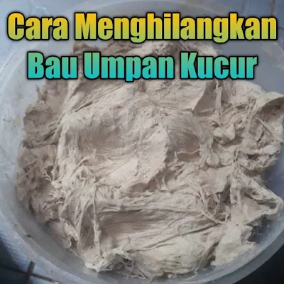 Menghilangkan bau umpan kucur memang sangat susah sekali, terutama bila kalian tidak cara untuk menghilangkanya. Seperti yang kita ketahui, umpan kucur ikan baung baunya memang sangat kuat sekali karena di buat dengan campuran bahan yang memang bisa bertahan lama, bila umpan kucur kena tangan maka baunya bisa sampai 3 hari belum hilang