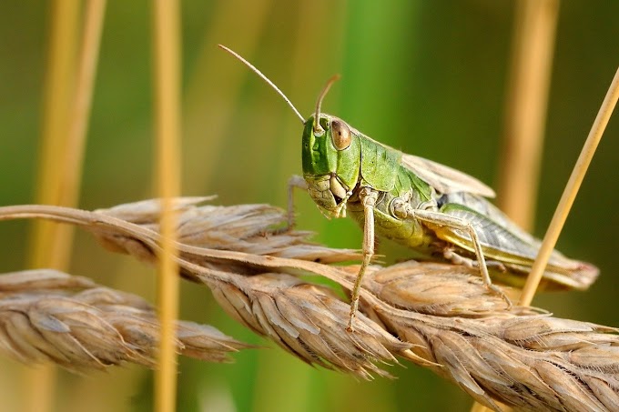 Locust attacked in Lukhnow || ভারতের লখনউতে পঙ্গপালের আক্রমণ 
