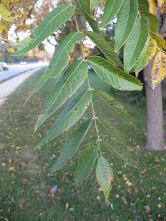 Black walnut tree leaves