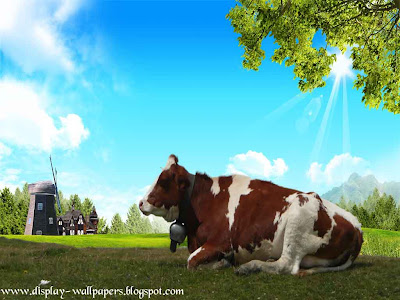 Cow Latest Wallpapers 2013