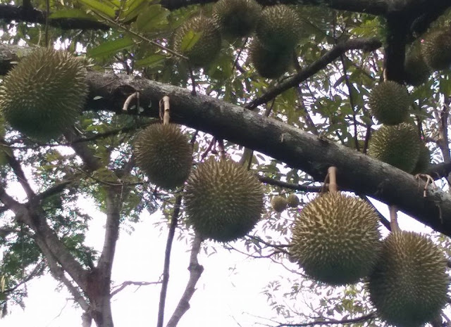 durian adalah buah yang mempunyai aroma bau yang khas dan dagingnya juga banyak yang menyukai, maka dari itu di indonesia banyak sekali  yang mebudidayakan tanaman ini