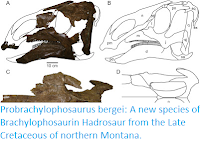 http://sciencythoughts.blogspot.co.uk/2015/11/probrachylophosaurus-bergei-new-species.html