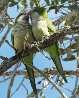 Monk Parakeet (Myiopsitta monachus)