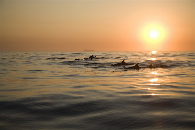 Dolphins at dawn