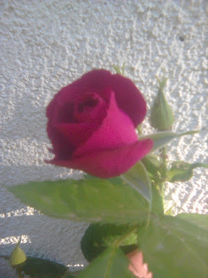 Blue Rose ( purple!)