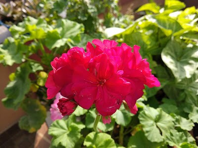 geranium flower