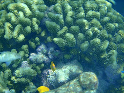 Di's favourite colour fish