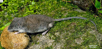 http://sciencythoughts.blogspot.co.uk/2014/07/a-new-species-of-water-rat-from.html