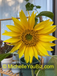 The sunflower is the National flower of Ukraine and a special plant, MichelleYouBiz.com