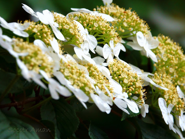 Viburnum furcatum