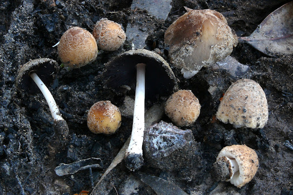 Coprinellus xanthothris