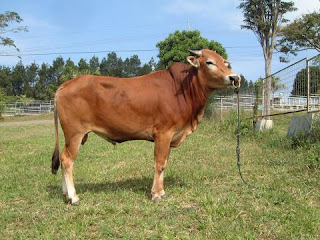 sapi madura