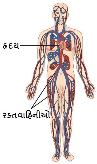 શું તમે તમારા સરીરના અંગો ના કર્યો વિષે જાણોછો ? Do you know about your body parts?