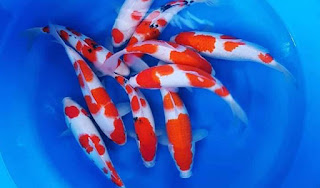 Ikan Koi