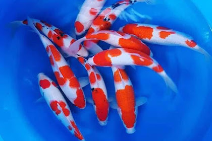 Ciri Ciri Ikan KOI