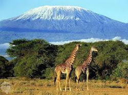MLIMA KILIMANJARO