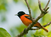 Baltimore Orioles Bird