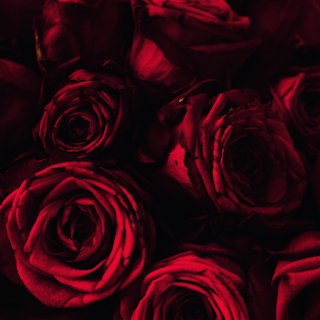 Typical-Flowers:-A-Guide-to-Classic-Blooms-for-Every-Occasion