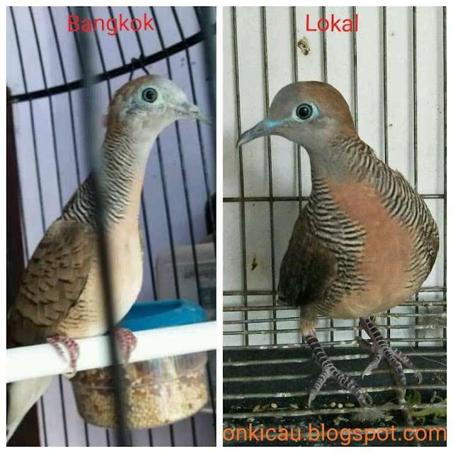 gambar burung perkutut lokal dan perkutut bangkok