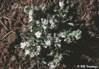 Oreocarya osterhoutii