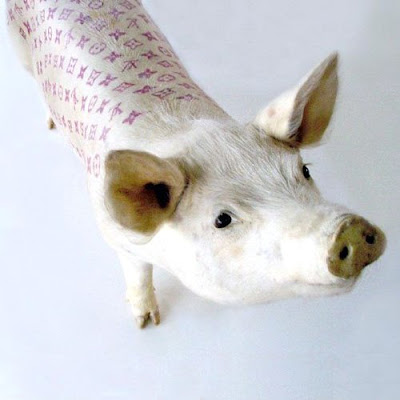 Tattoo on Pigs. Wim Delvoye has been tattooing pigs since the 1990s.