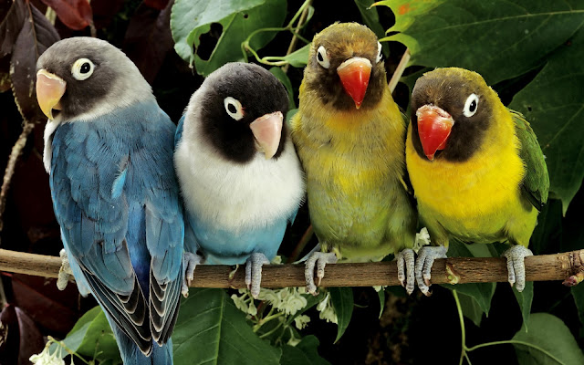 Loros y Cotorras Aves Exoticas en la Naturaleza