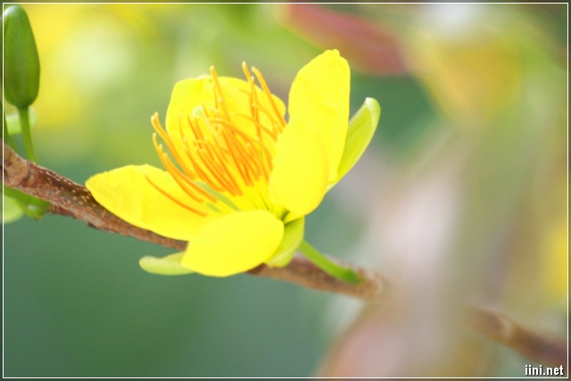 Bông Hoa Mai Vàng Chào Xuân