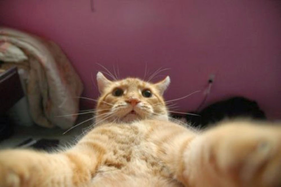 cat_selfie_01.jpg