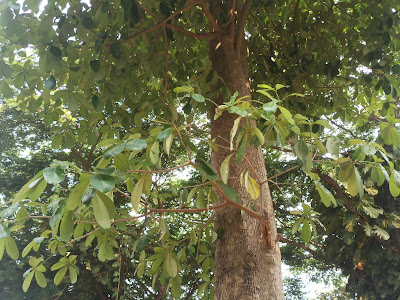 Alstonia scholaris, Pohon Pule Berbatang Tegak Menjulang dan Membentuk Kanopi