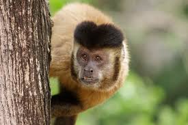 Primatas não humanos (PNH - macacos, micos, saguis) - Febre Amarela