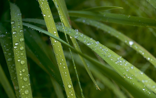 Dew In Plants Widescreen HD Wallpaper, Flowers HD Wallpaper, 3D HQ Wallpaper, Green Life HD Wallpaper, Flowers Desktop Wallpaper, High Quality Desktop Wallpaper, Plants Design HQ Desktop Background, Creative HD Wallpaper, Download Free Flowers HD Desktop Background, Morning Dew Latest HD Wallpaper, www.purehdwallpapers.in