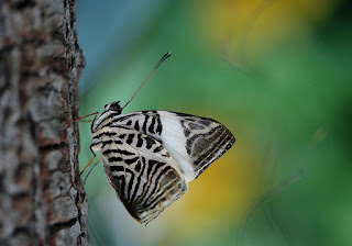 white-black-strips-wings-butterfly-wood