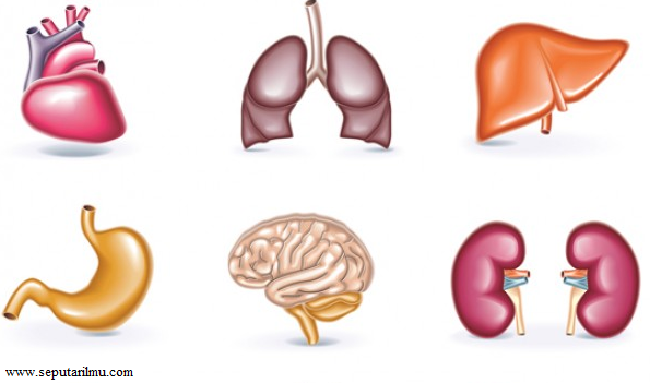  Organ  Tubuh Hewan  Dan  Fungsinya  Blog Kesehatan Anda