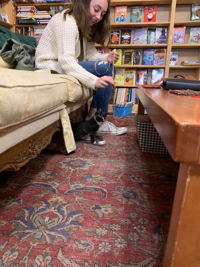 Canadian Bookstore Is Full Of Cute Little Kittens That Customers Can Adopt