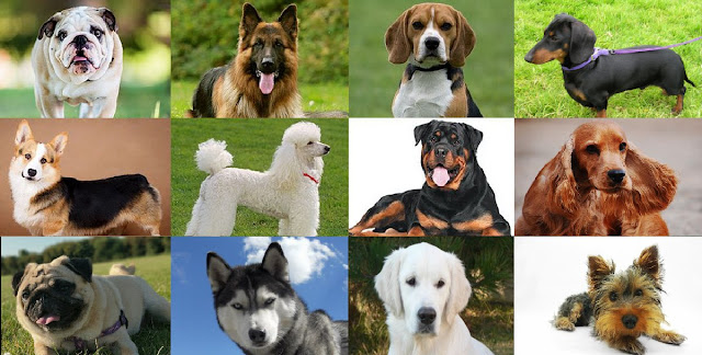 Click The Dog You Love The Most. and it Will Tell You Some Secrets About Your Personality