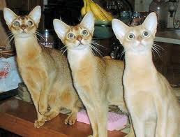 abyssinian cats. 