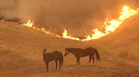 Animales muertos en el incendio de California